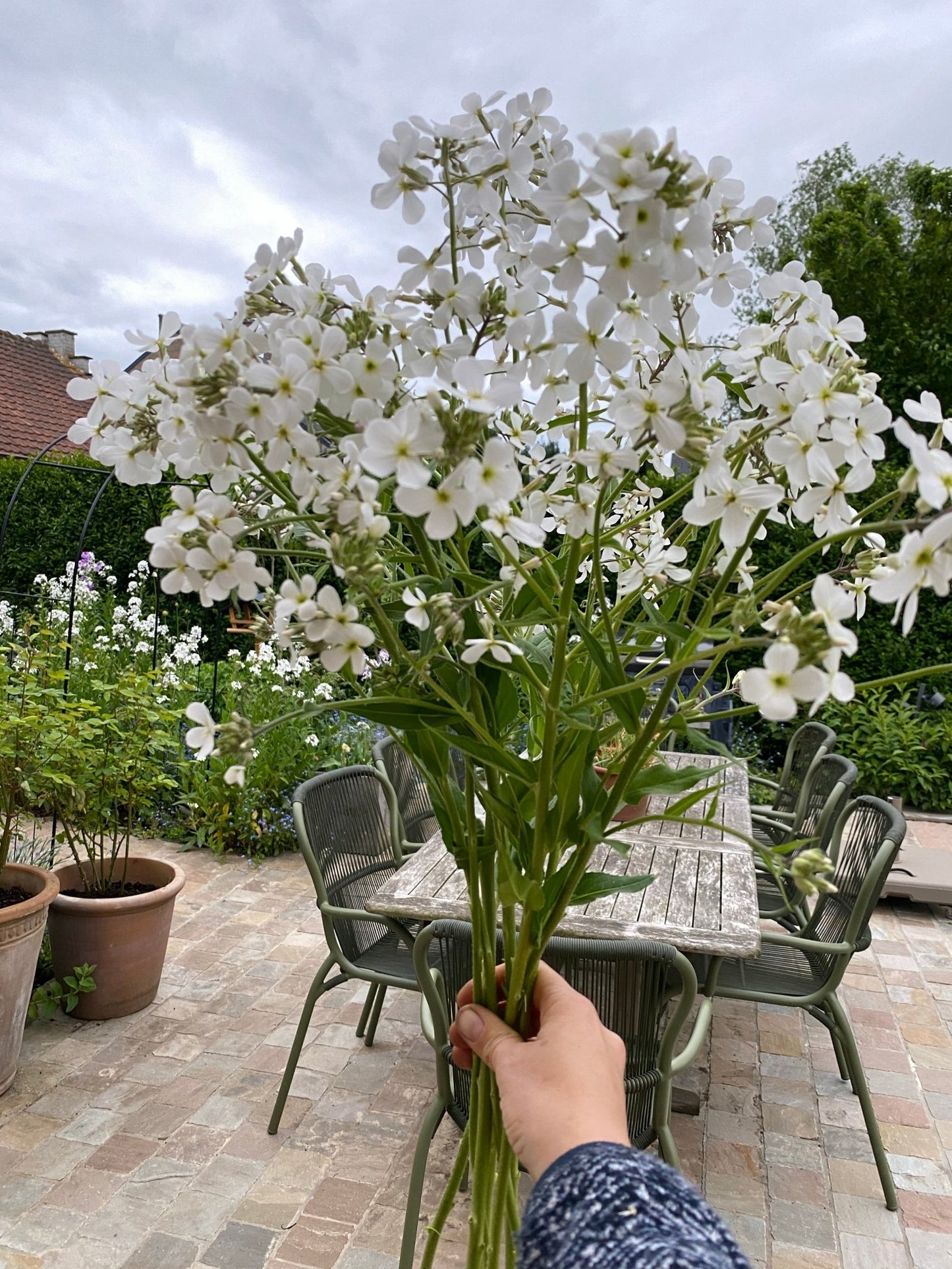 Hesperis Matronalis - Fleur de Damas - Mélange Blanc &amp; Lavande