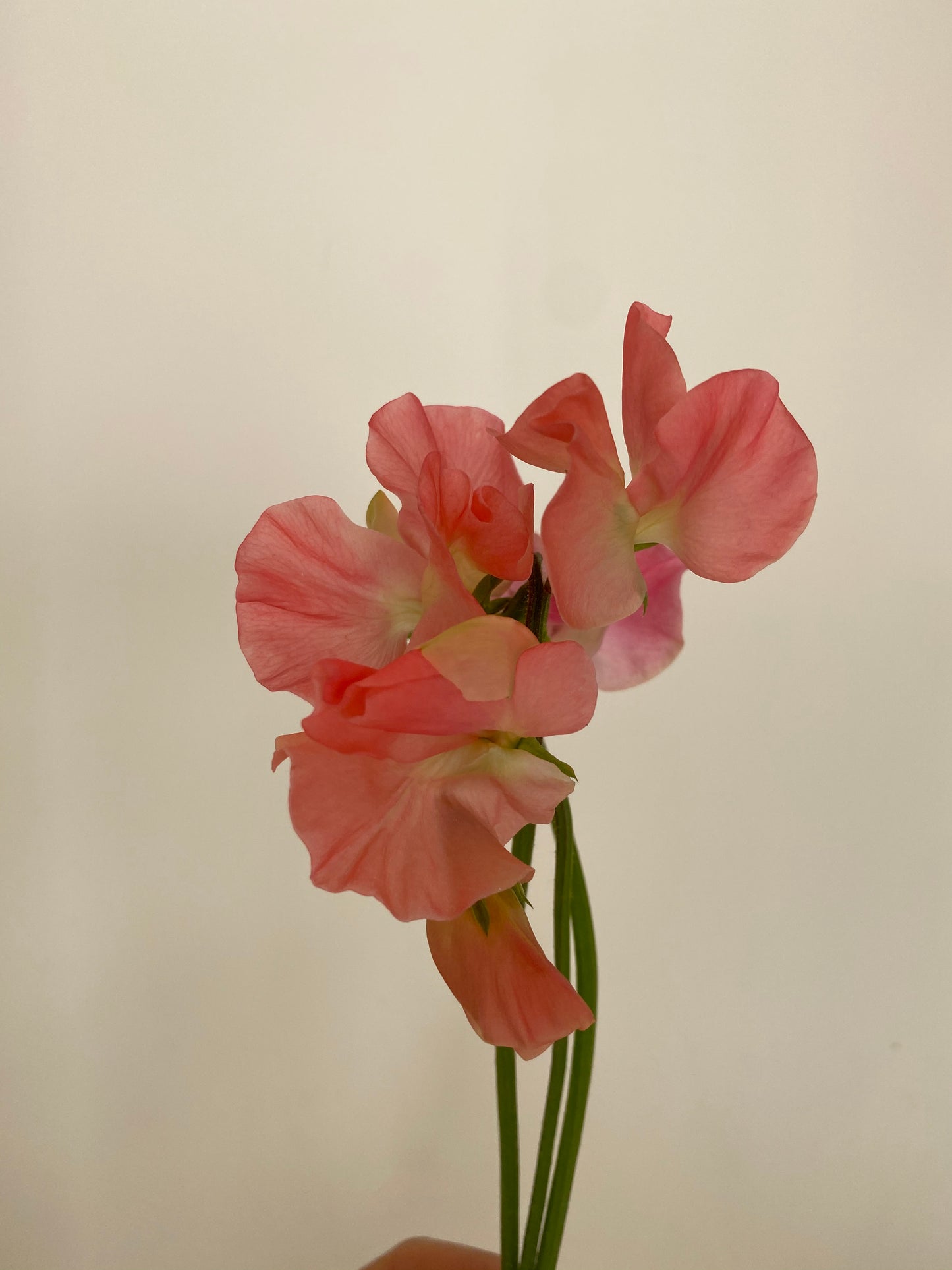 Lathyrus Odoratus - Pois de senteur Spring Sunshine Peach