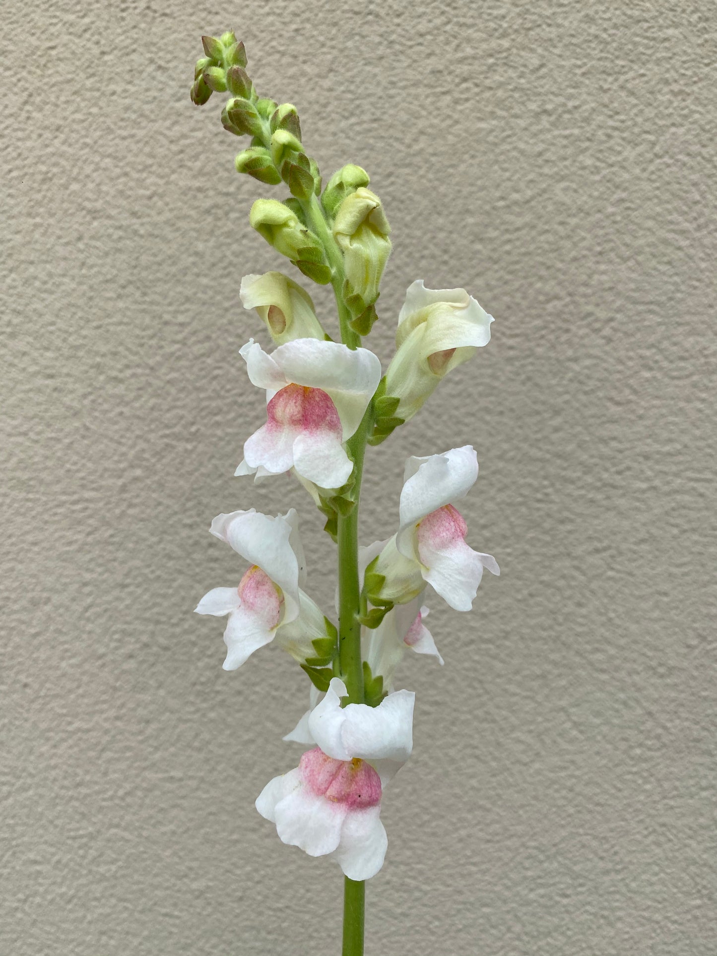 Antirrhinum majus - Muflier Potomac "Appleblossom"