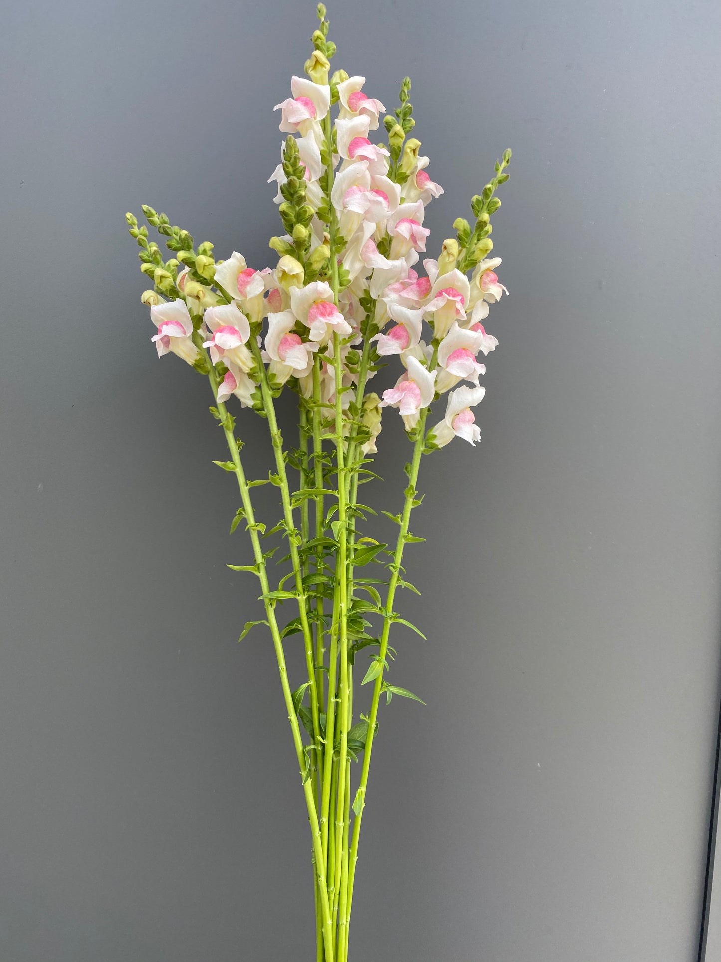 Antirrhinum majus - Muflier Potomac "Appleblossom"