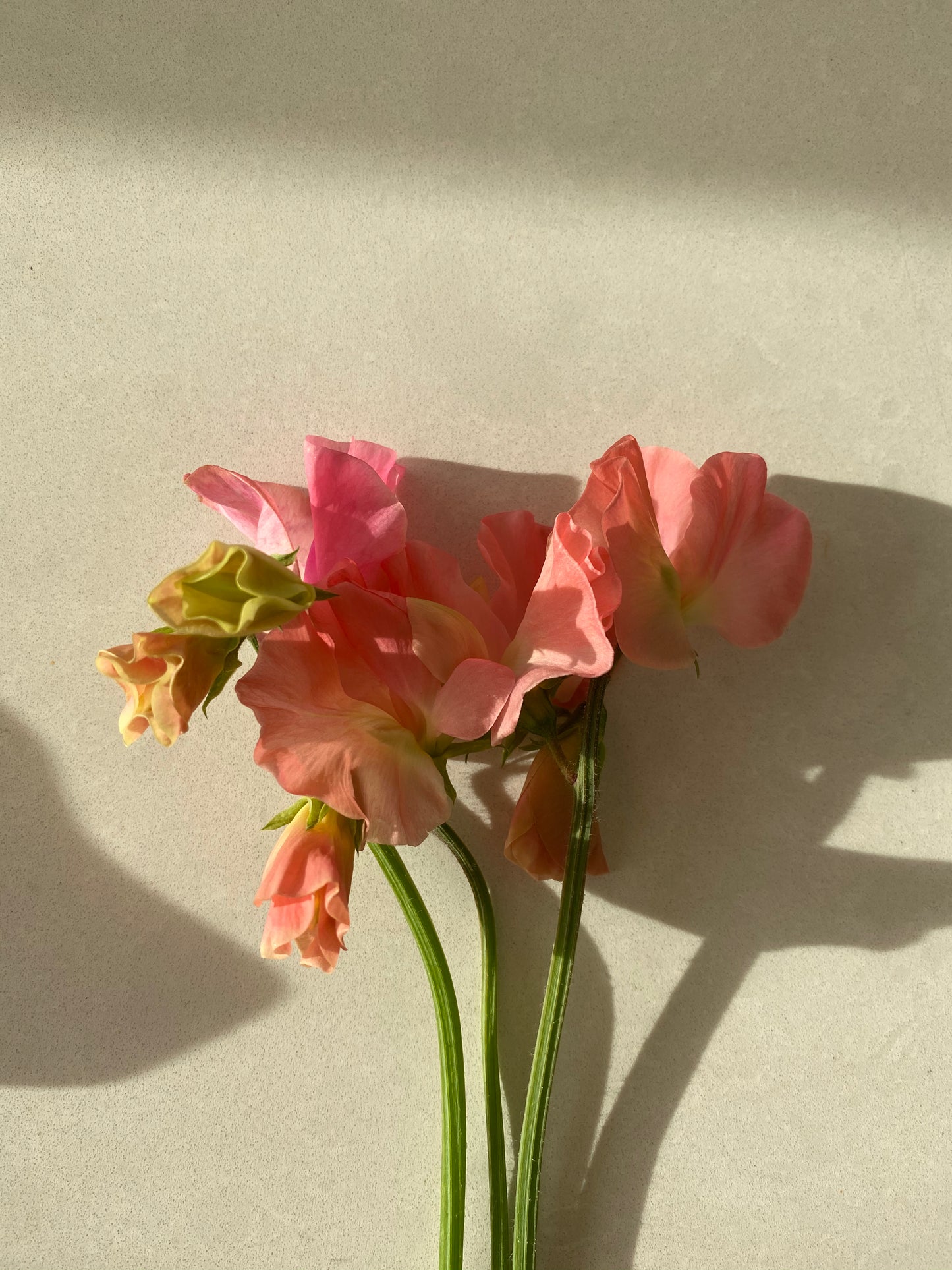 Lathyrus Odoratus - Pois de senteur Spring Sunshine Peach