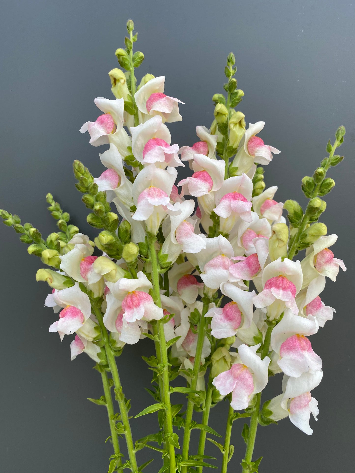 Antirrhinum majus - Muflier Potomac "Appleblossom"