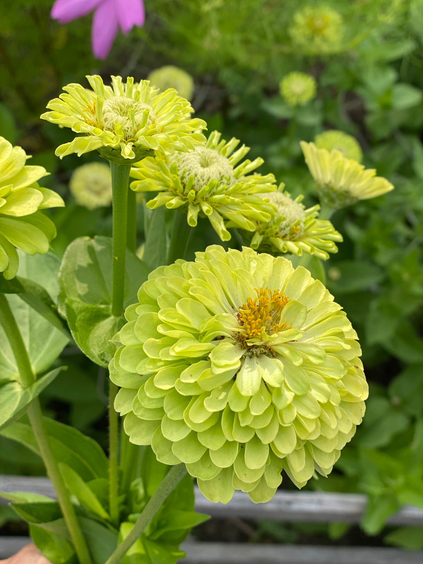 Zinnia Queen Lime