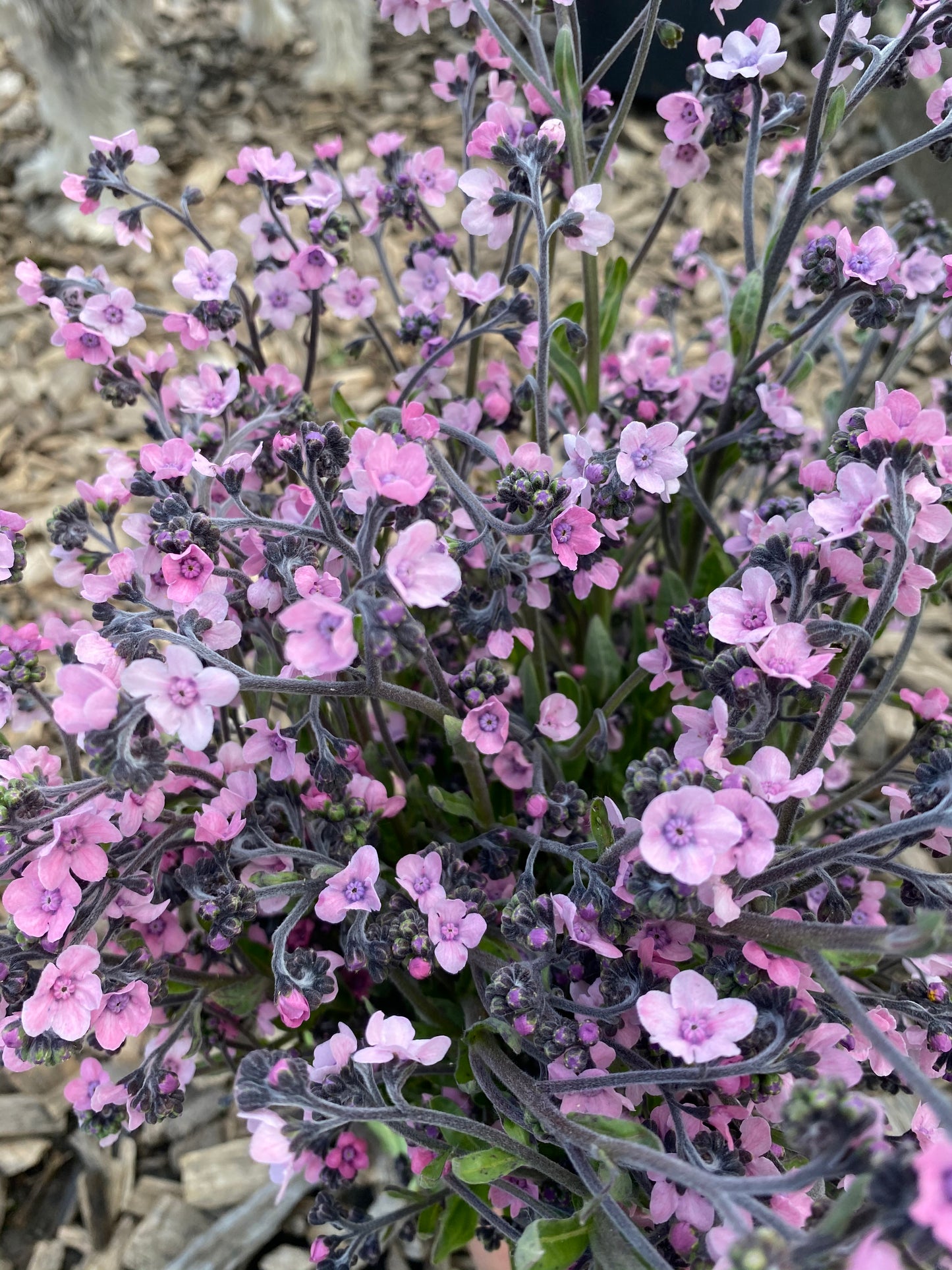 Myosotis chinois "Mystic Pink"