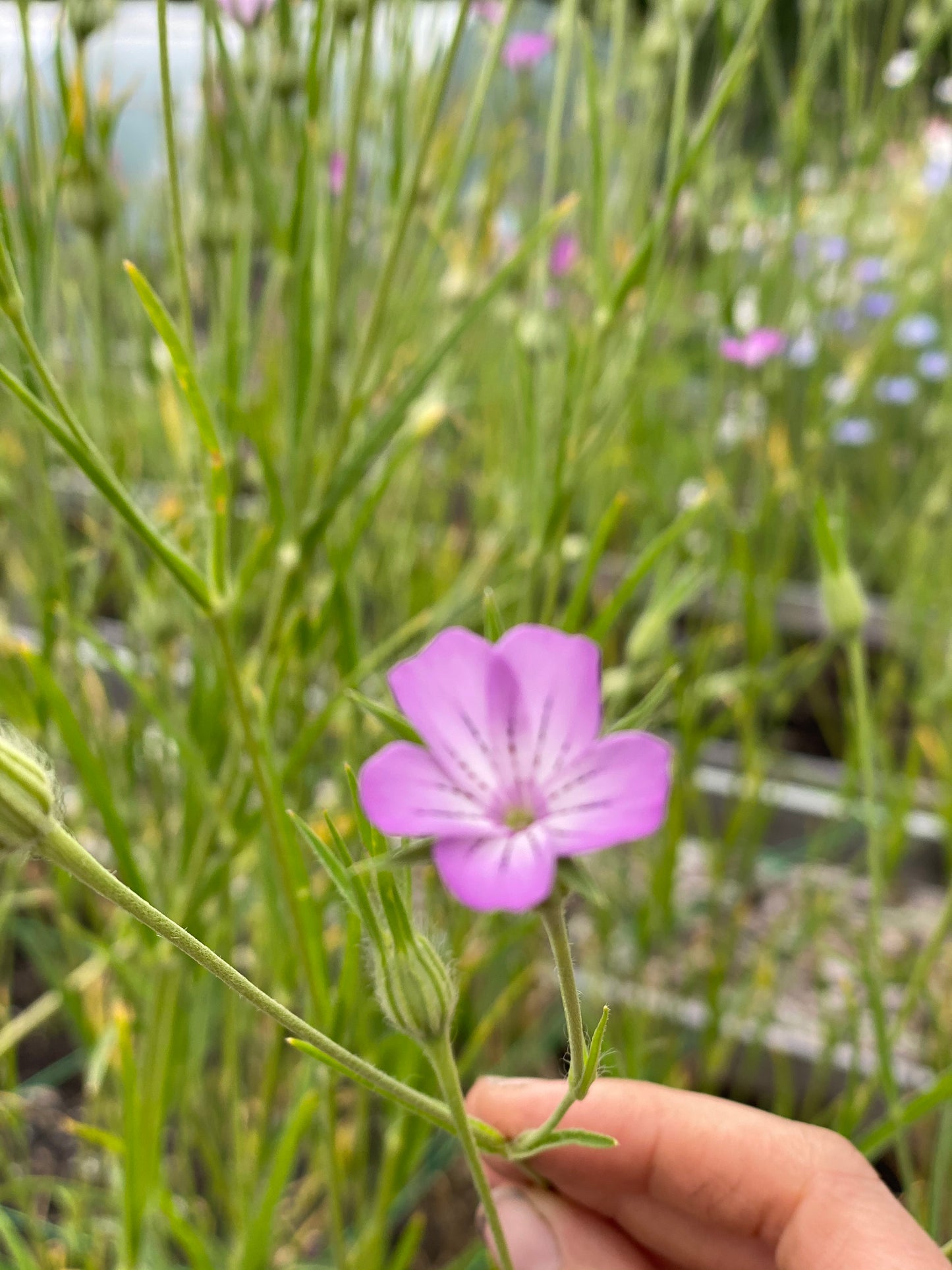 Agrostemma "Mix"