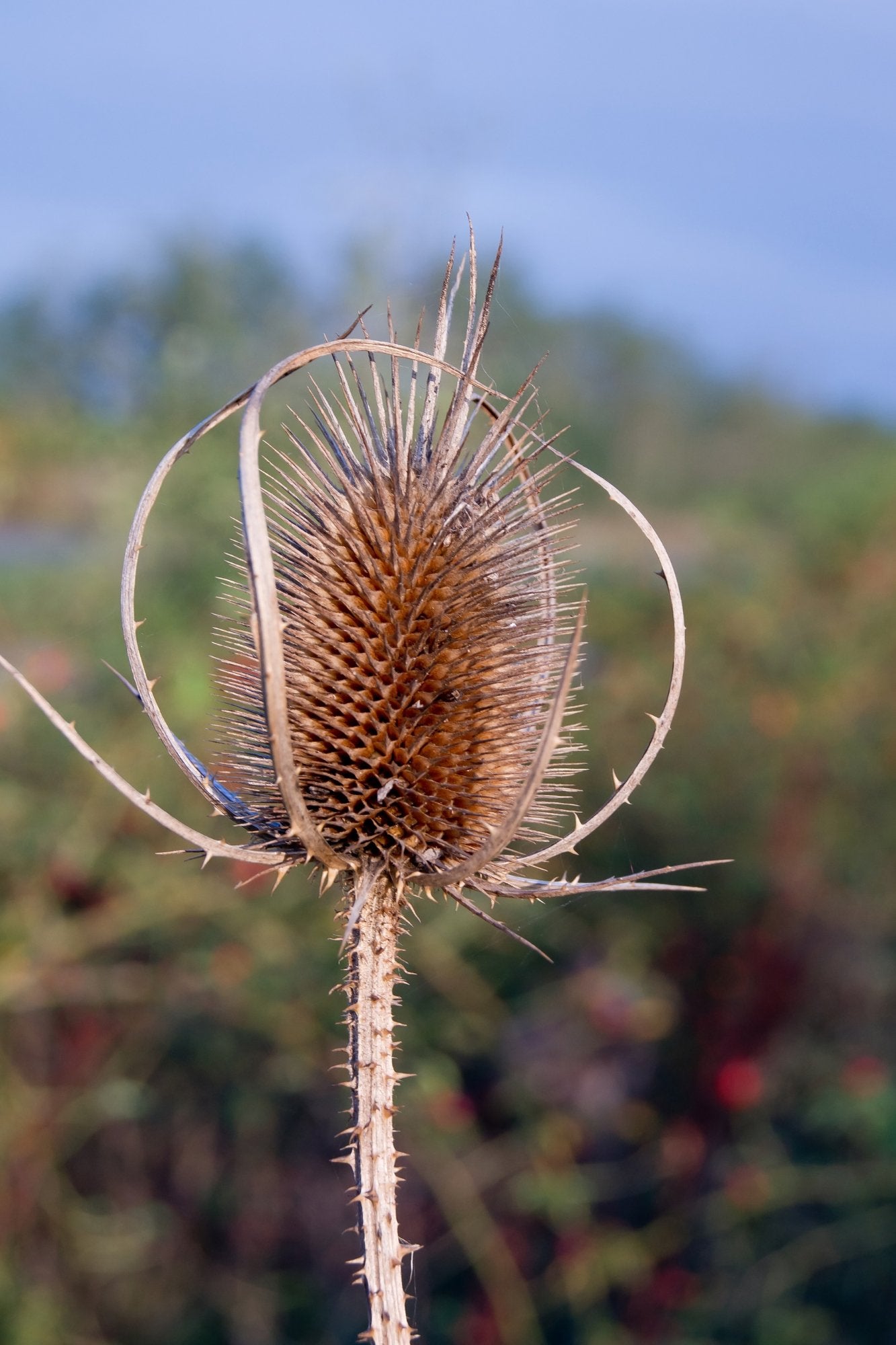 Kaardenbol - Dipsacus laciniatus - Tuinkabouter Chrisje