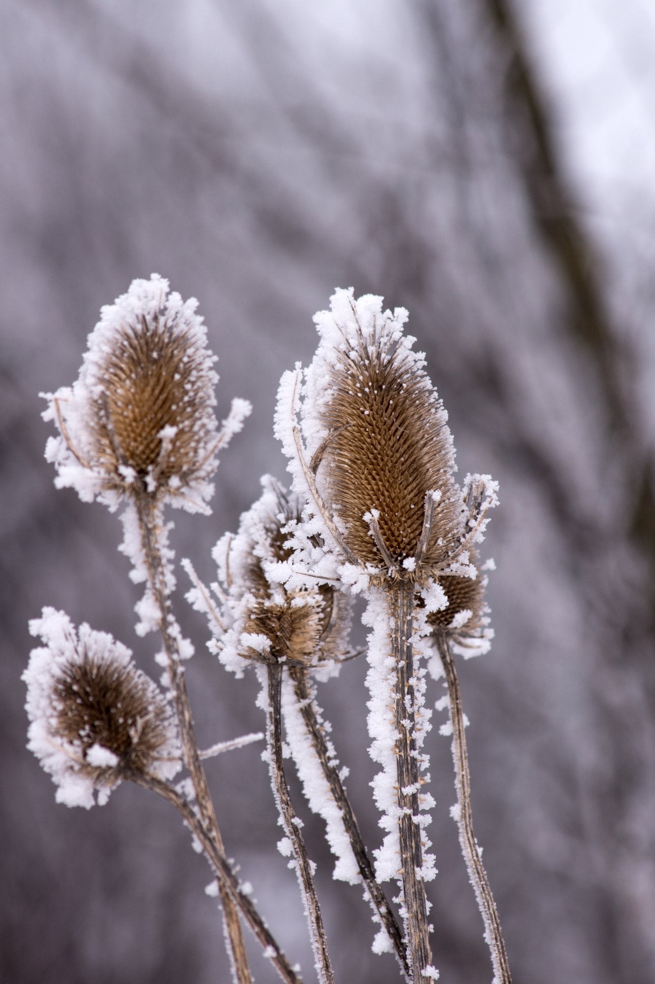 Kaardenbol - Dipsacus laciniatus - Tuinkabouter Chrisje