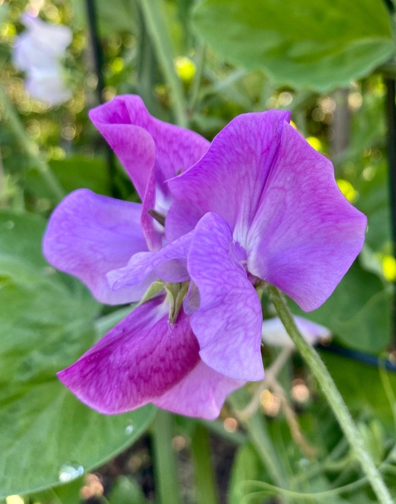 Lathyrus Odoratus - Reukerwt "Enchanté” - Tuinkabouter Chrisje