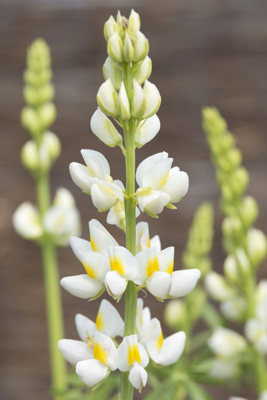 Lupinus mutabilis var. cruckshankii 'White Javelin' - Tuinkabouter Chrisje