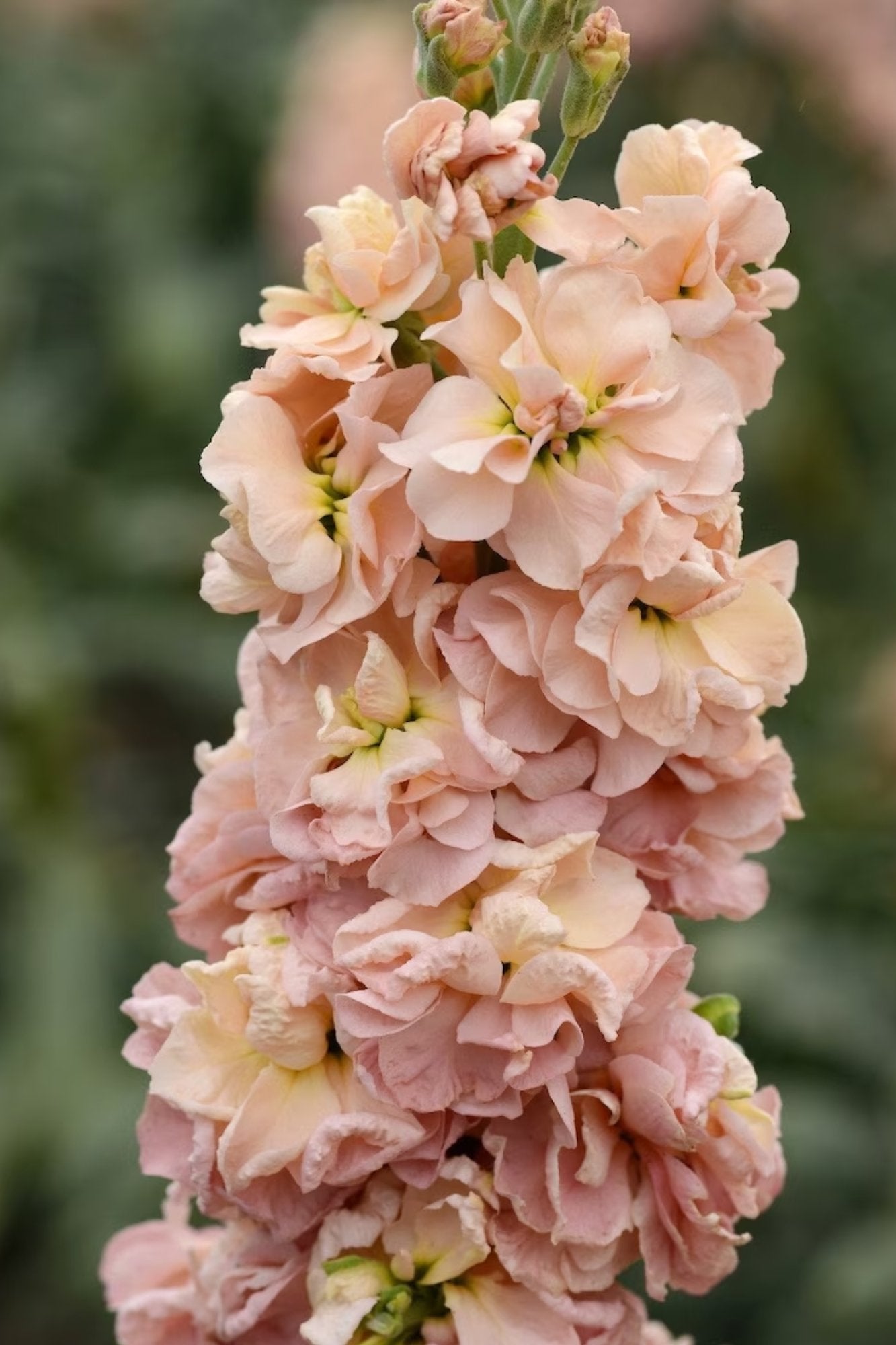 Matthiola incana Katz Apricot - Tuinkabouter Chrisje