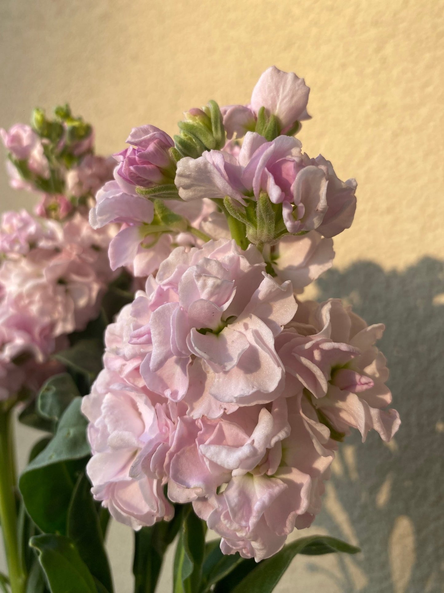 Matthiola incana Katz Cherry Blossom - Tuinkabouter Chrisje