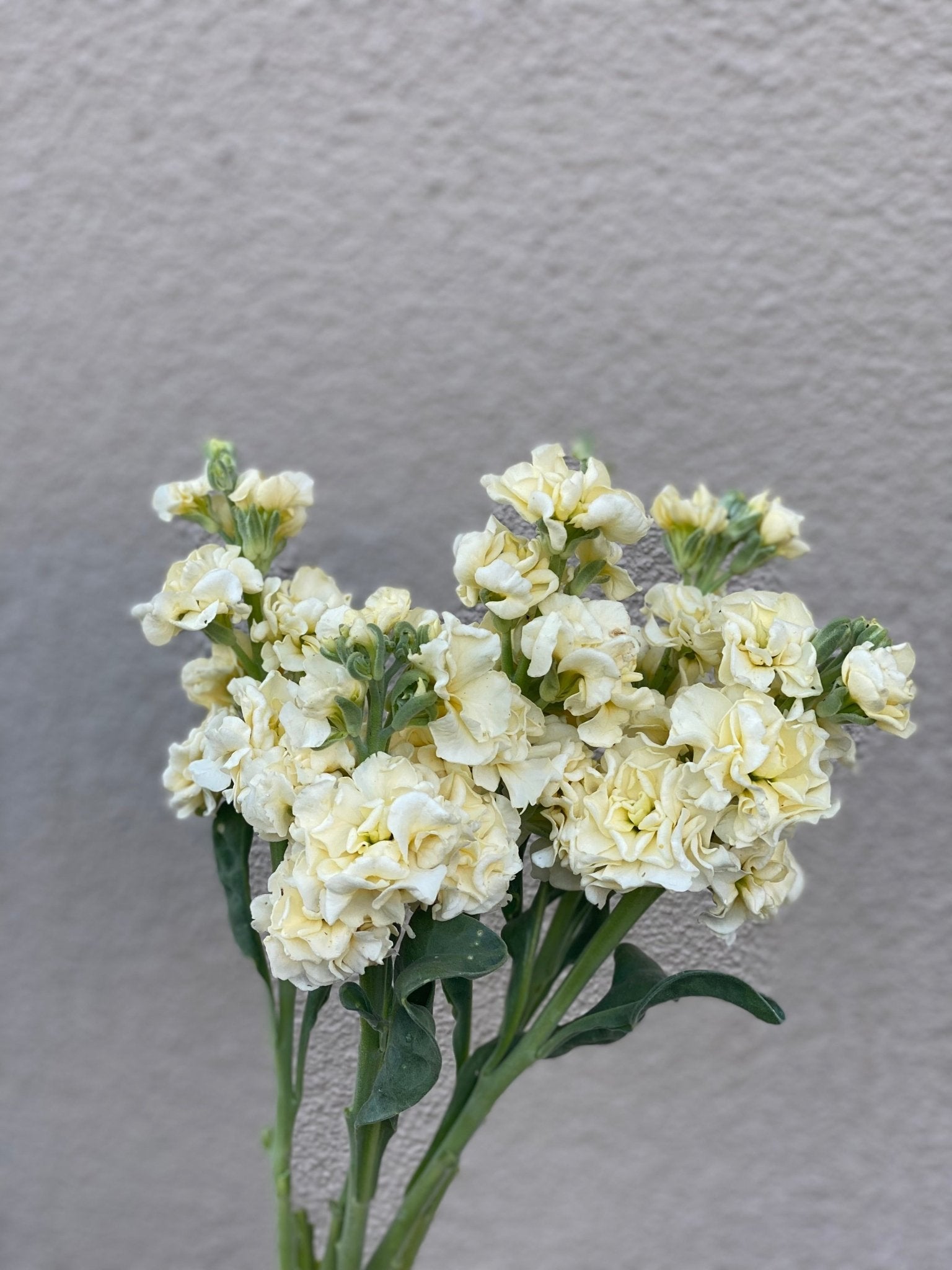 Matthiola incana Katz Yellow - Tuinkabouter Chrisje