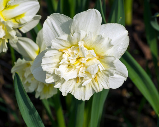 Narcissus Ice King - pak van 10 bloembollen - Tuinkabouter Chrisje