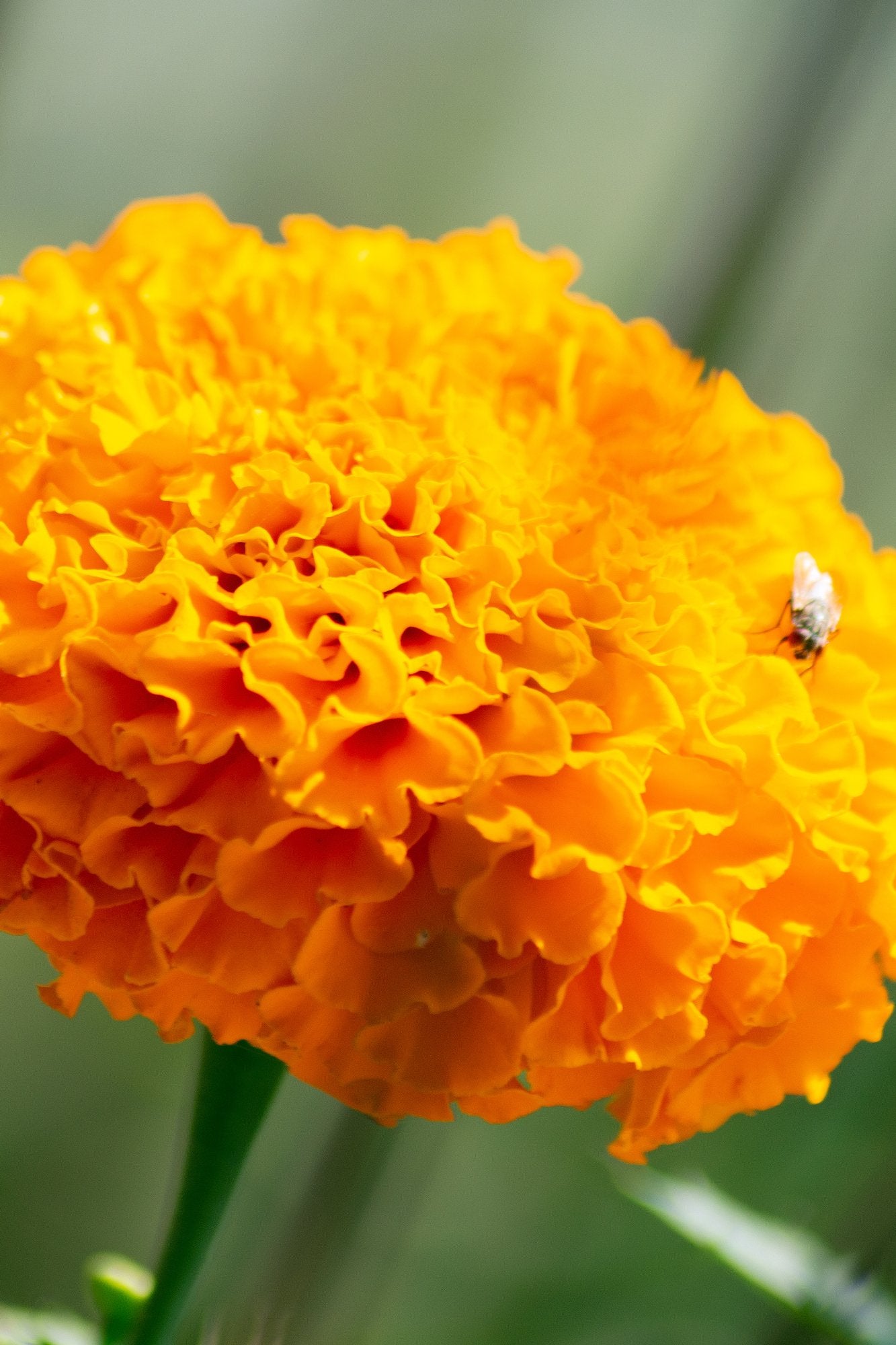 Tagetes erecta 'Hawaii' - Tuinkabouter Chrisje