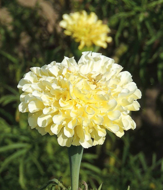 Tagetes erecta 'Ivory' - Tuinkabouter Chrisje